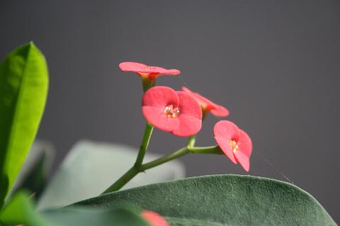 Goa Flowers - Download Goa Photos
